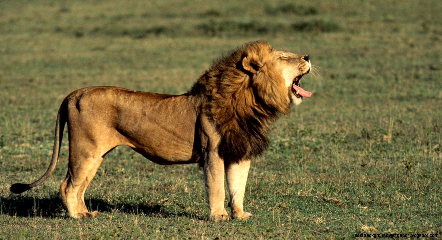 Lion