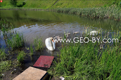 Seven swan chicks near in pond near Niehorele