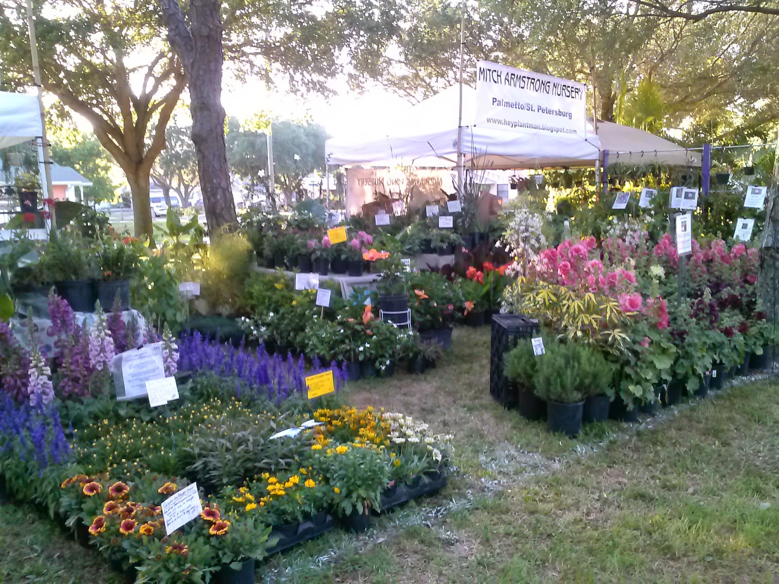 HeyPlantMan! Exotic Tropical Plants from St. Pete FL Green Thumb
