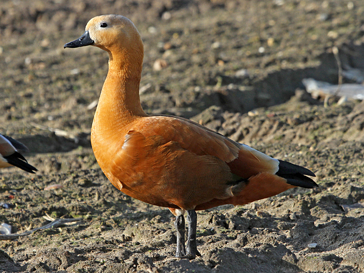 Bird Hybrids Ruddy Shelduck x South African Shelduck