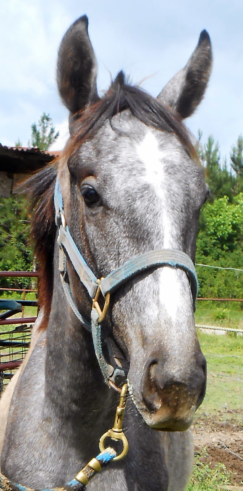 Scottie's Journey Rehabbing and Retraining a Louisianabred OTTB