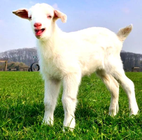 Goat Farming Basics goat, goat farming, goat farming basics, basics of goat farming
