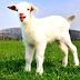Goat Farming Basics