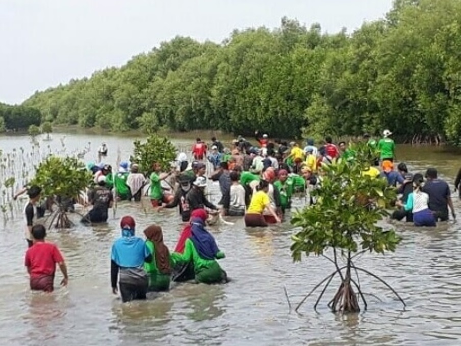 Kemangteer Serang Kunjungi Ekowisata Mangrove Pantai Mekar Dan Tanam