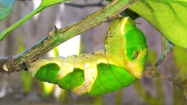caterpillar cocoon