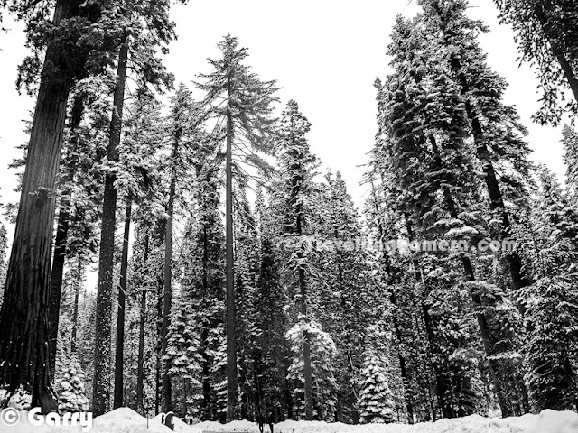 Garry along with three friends hired a cab from San Jose and started the journey towards Yosemite in early morning. This Photo Journey shares from chilling moments form Yosemite National Park.Usually winters is not considered as right time to visit Yosemite. The real beauty of Yosemite can be best explored during summers. All these photographs are shot during winters when Yosemite was covered with white sheet of fresh snowYosemite National Park is spanning eastern portions of Tuolumne, Mariposa and Madera counties in the central eastern portion of California, United States. The park covers area of approximately 760K acres and reaches across the western slopes of the Sierra Nevada mountain chain. Drive inside the national park is amazing and the feeling driving there can't be expressed in words. Different types of tress all around covered with snow and mist in the background makes the whole environment very beautiful. Over 3.5 million people visit Yosemite every year. Yosemite is designated a World Heritage Site in 1984. And now it's internationally recognized for its spectacular granite cliffs, waterfalls, clear streams, Giant Sequoia groves, and biological diversity. Approximately 94% of the park is designated wilderness.Yosemite is one of the largest and least fragmented habitat blocks in the Sierra Nevada, and the park supports a diversity of plants and animals. Know more about Yosemite at http://en.wikipedia.org/wiki/Yosemite_National_Park   http://www.nps.gov/yose/index.htm