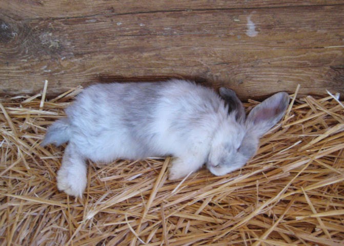 К чему снится кролик живой. Спящие кролики фото. Small Gray Rabbit sleeping. Gray Rabbit sleeping on thighs.