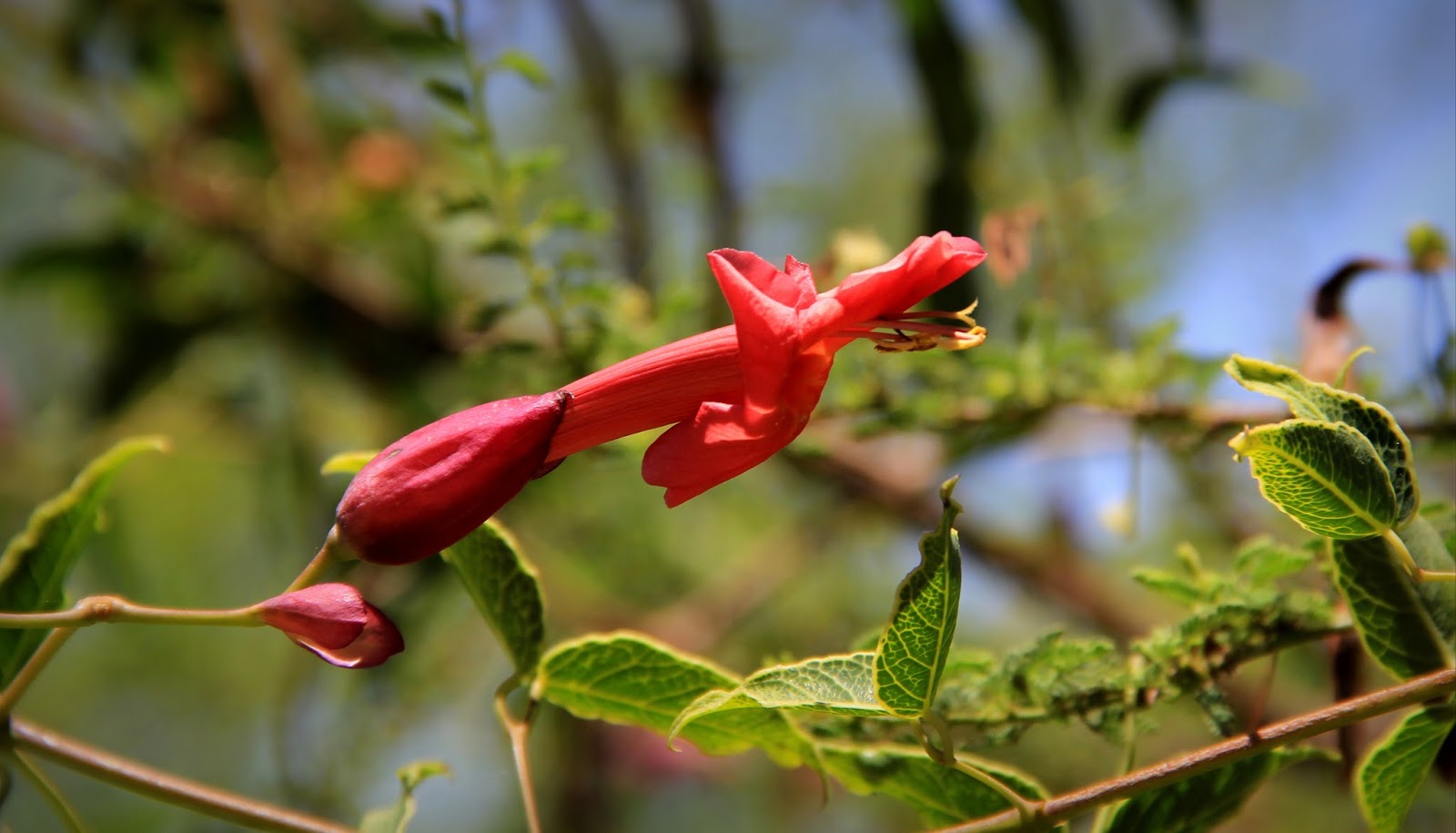Reserva Cultural Natural "Cerro Colorado" Flora de Cerro Colorado