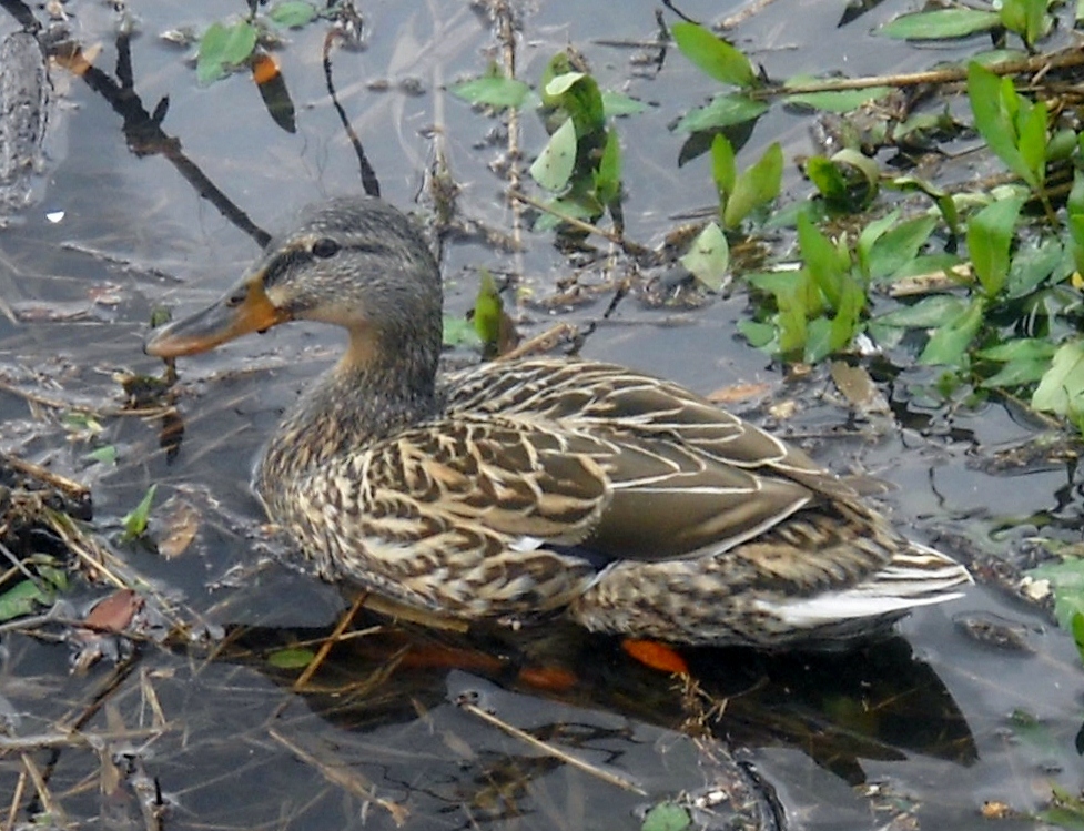 White Rock Lake, Dallas, Texas The Ducks and Waterfowl of White Rock Lake
