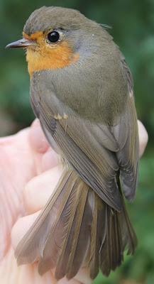 Punarinta, Erithacus rubecula, European Robin