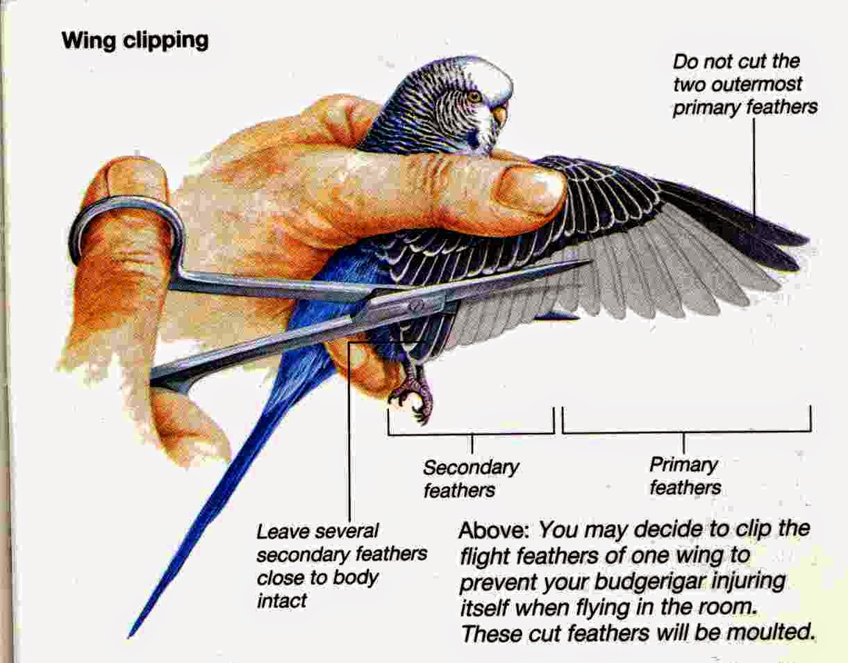 WING CLIPPING BURUNG PARKIT BH Bons Hobby wing-clipping-burung-parkit-bh-bons-hobby