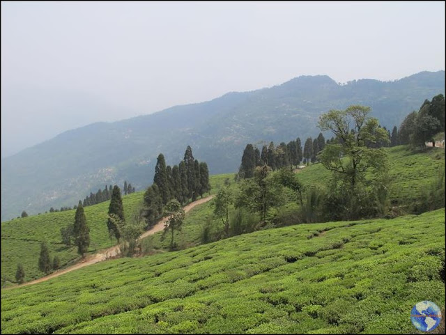 Temi Tea Garden - jardim de chá em Sikkim, na Índia