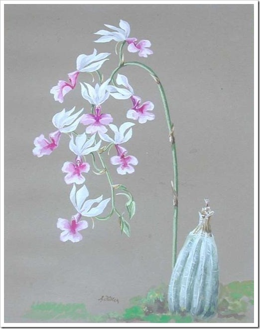 Orquídeas Brancas - Pinturas do Ditador Adolf Hitler 