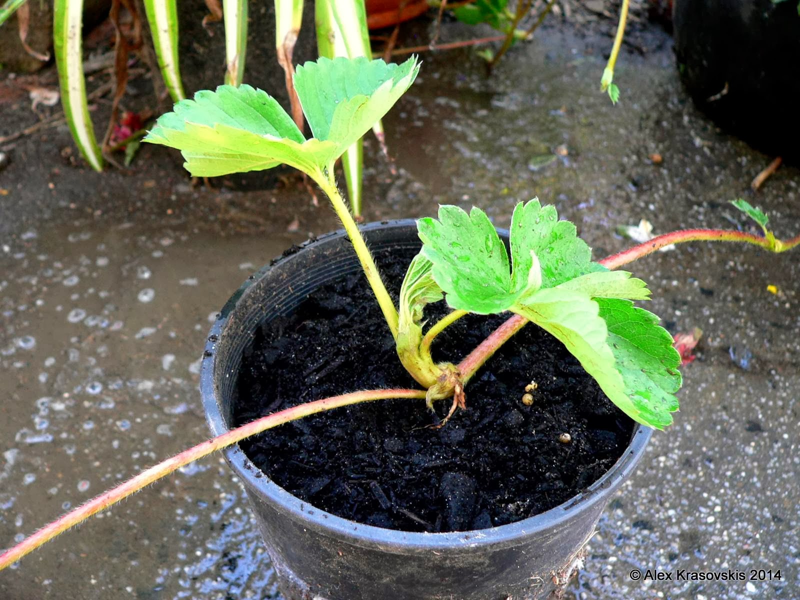 Aggregata Plants &amp; Gardens Propagating strawberry plants
