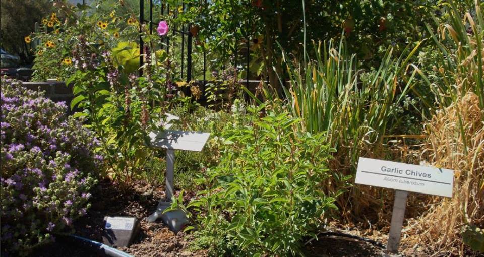 Edible Herbs, Flowers & Other Edibles Grow Your Own Dinner! Arizona