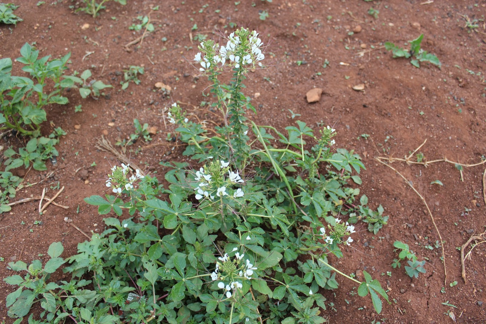 ECOLOGICAL NOTES: Rwanda: Decline of indigenous crop diversity and ...