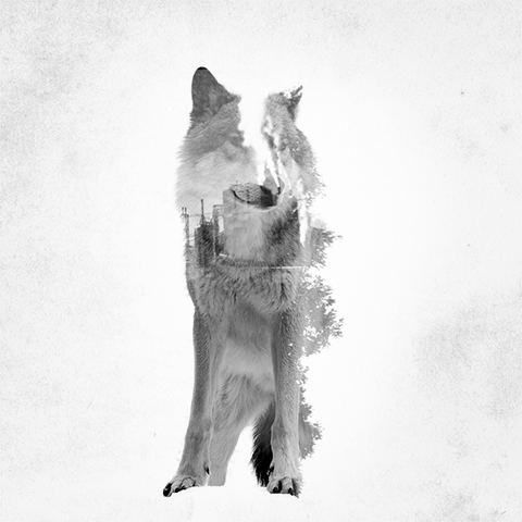 12-Wolf-Said-Dagdeviren-Double-Exposure-Animal-Cinemagraph-Animations-www-designstack-co