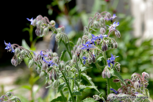 Bourrache, Borago Officinalis.