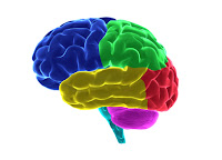 Brain Insights promoting early brain development for ALL children! www. braininsightsonline.com