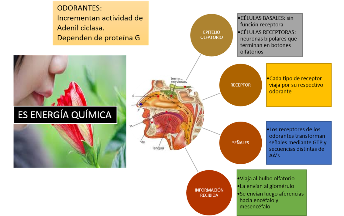 BLOG DE FISIOLOGÍA BÁSICA DE HEYDI CAROLINA ARTALEJO GASTELUM Sentido del olfato. BLOG DE FISIOLOGÍA BÁSICA DE HEYDI CAROLINA ARTALEJO GASTELUM Sentido del olfato.