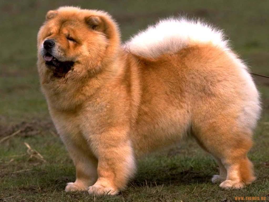 https://3.bp.blogspot.com/-WKiDmScWiNg/Th788BYQMSI/AAAAAAAAACc/uobeInCjPrk/s1600/Chow+Chow+Dogs+Wallpapers+2.jpg