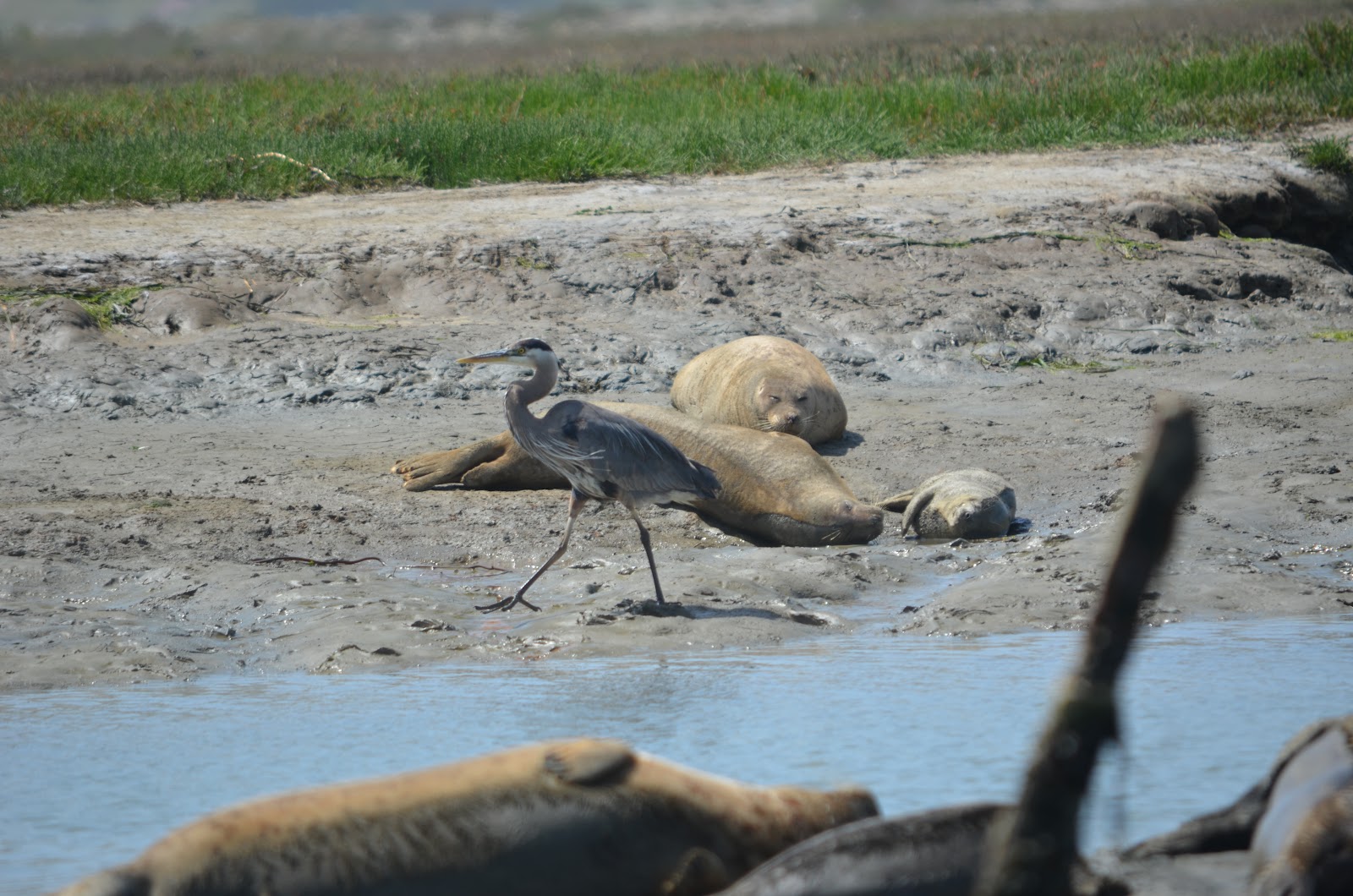 Tough is not enough Elkhorn Slough Safari Marine Mammals