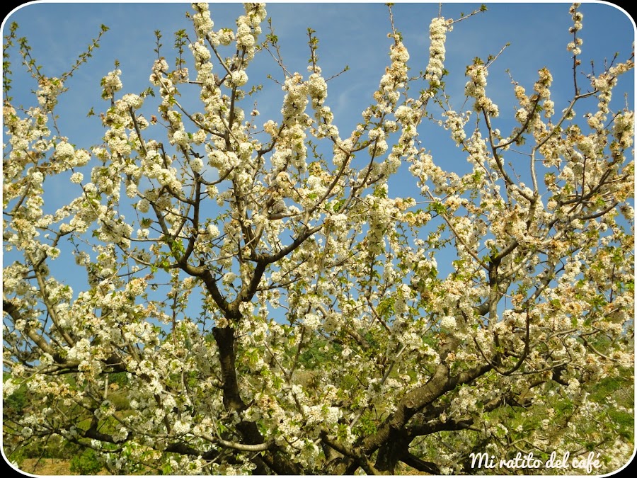 Cerezo en flor