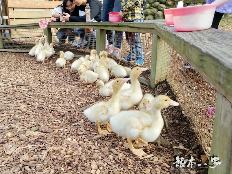 苗栗親子必訪|可愛鴨鴨大遊行、兔寶寶、黑山羊生態區~飛牛牧場有趣互動體驗