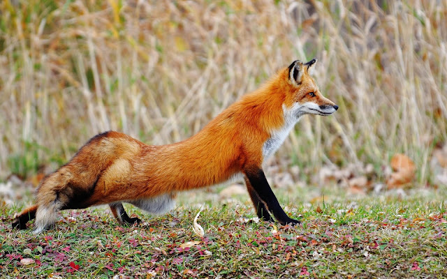 Animal wallpaper of a beautiful red fox