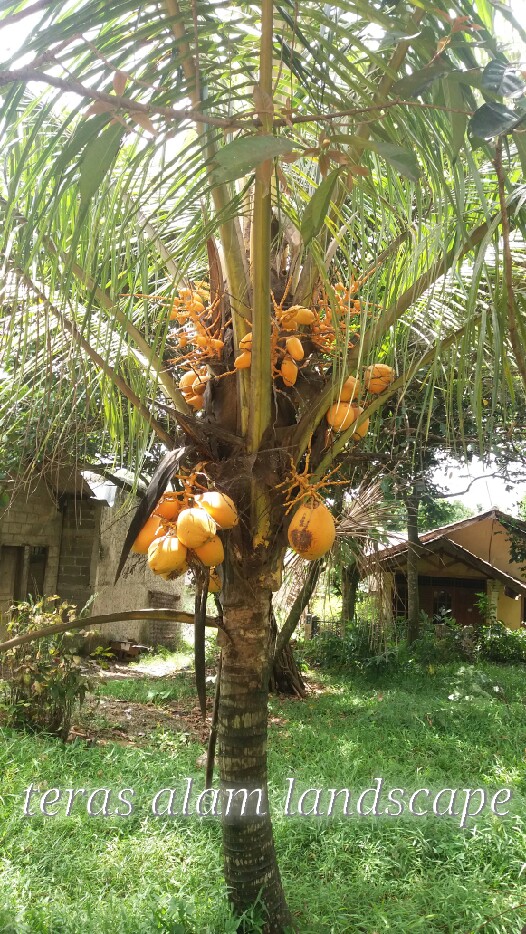 TERAS ALAM: pohon kelapa gading | jual pohon kelapa gading | harga