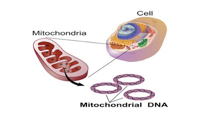Pengertian Mitokondria, Struktur dan Fungsi Mitokondria