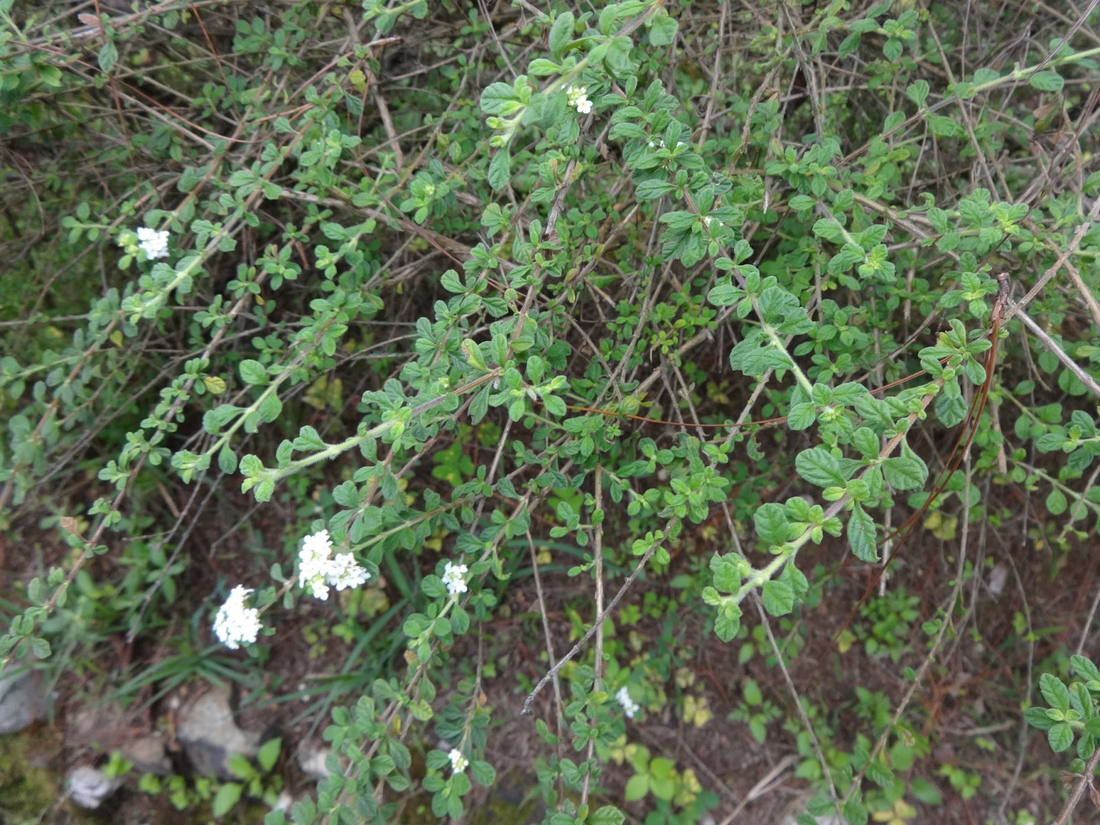 Herbs from Distant Lands Lippia micromera Jamaican Oregano, False Thyme