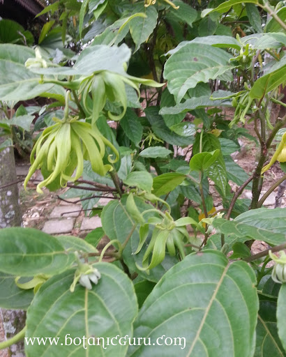 Cananga odorata var. fruticosa, Dwarf Ylang-Ylang Tree shrub