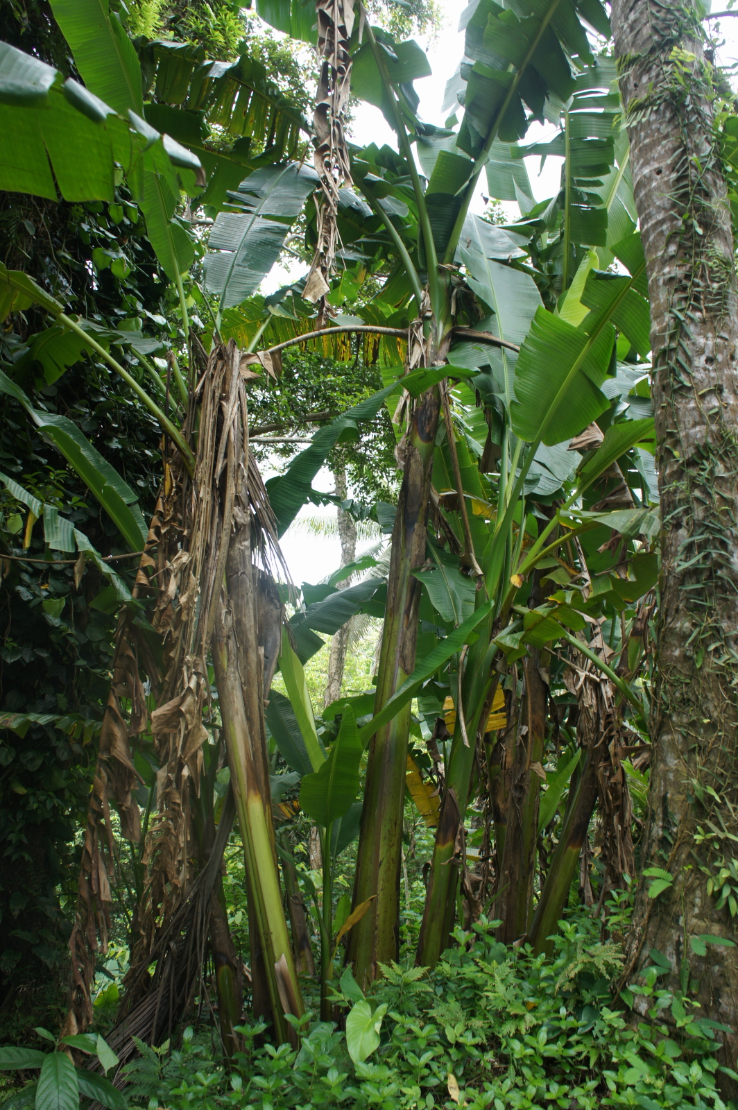 Awesome Bulusan! What saved the abaca of Odikin?