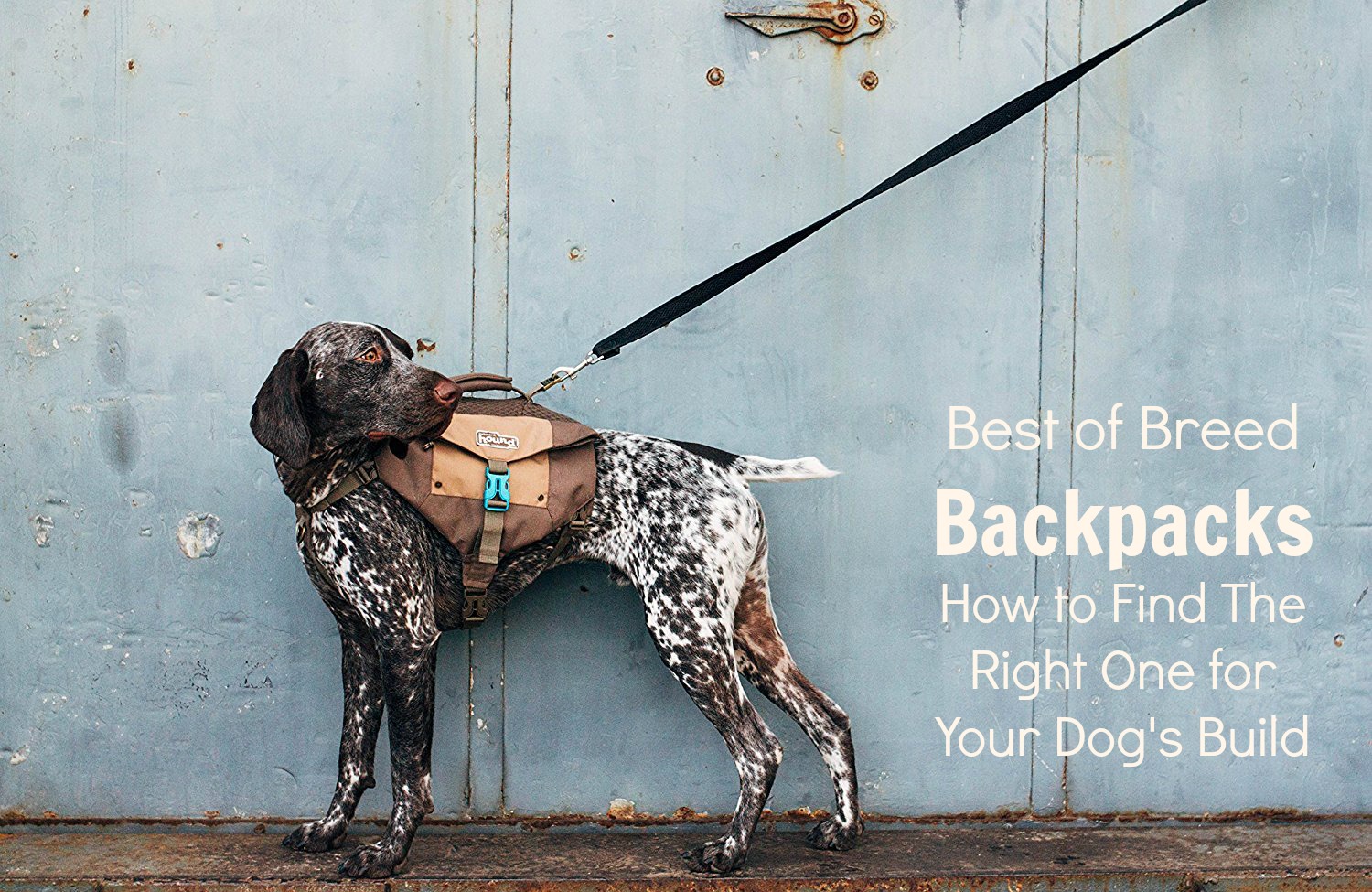 5 Best Dog Backpacks Reviewed Pros and Cons for Your Dog's Build