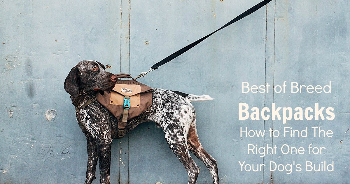 best rated dog backpacks