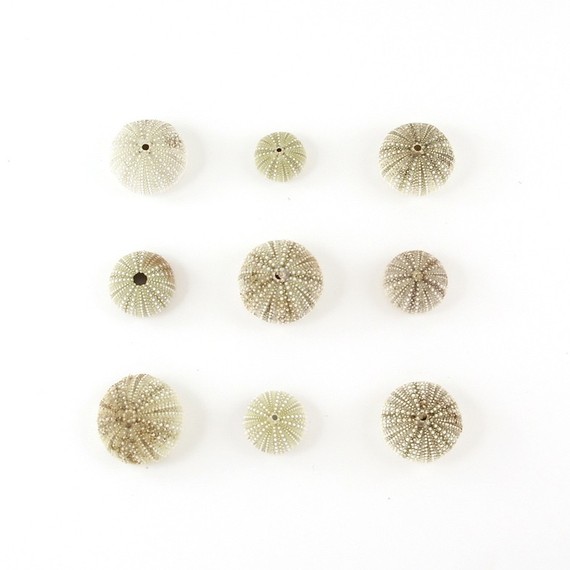 Pottery Barn Framed Faux Sea Urchin Wall Art Decor Look Alikes Sea Urchins Photograph