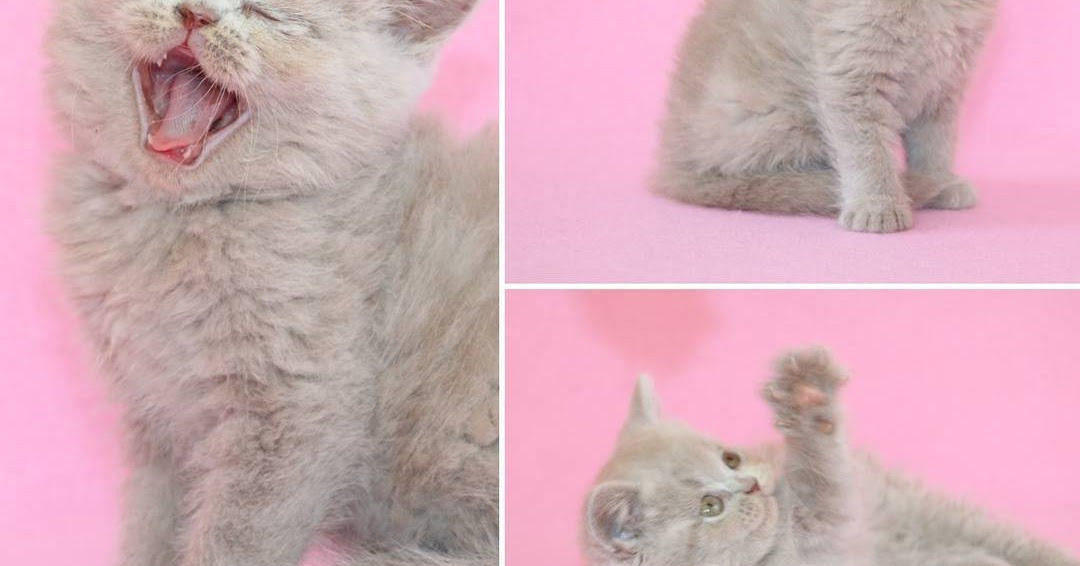 Scottish Fold Lilac fawn renkli dişi erkek yavrular sahibinden