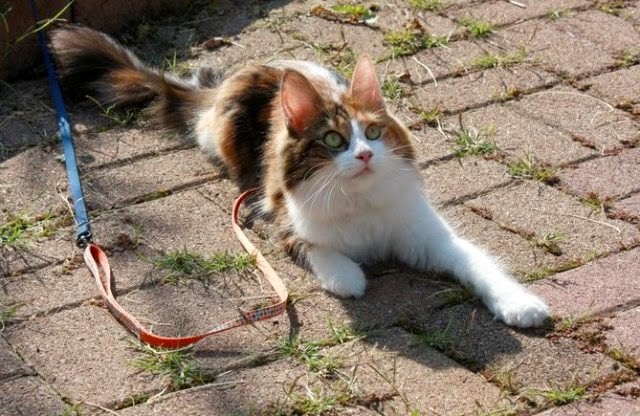 Kucing Anggora Turki | Galeri Dunia Binatang