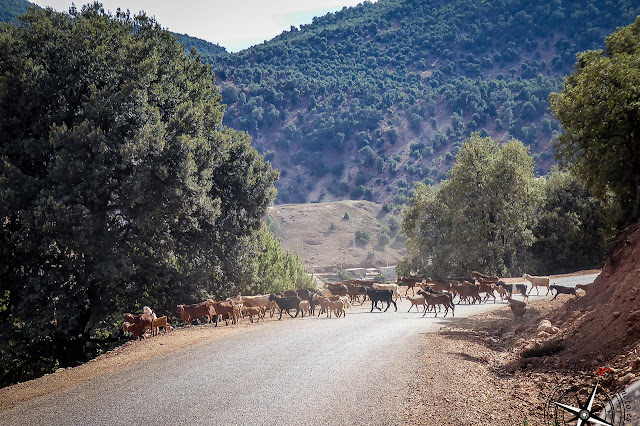 cabras cruzando la carretera
