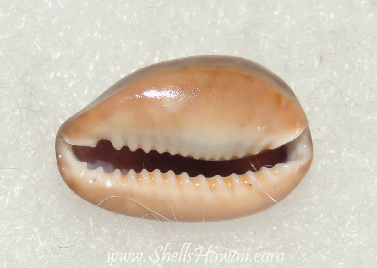 ShellsHawaiiby Janjira Hawaiian seashells /Kauai shells