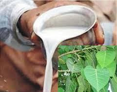 आइये जानते है कि चतुर्दशी को पीपल पर दूध क्यों चढ़ाया जाता है Pipal par dudh kyo chdhaya jata hai