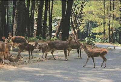 Taman Safari Prigen