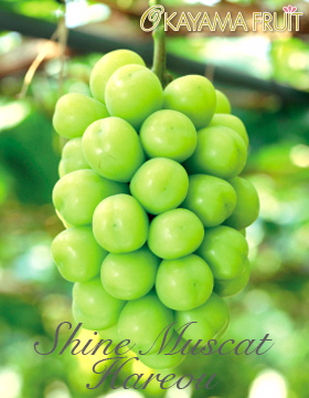 Taze Yeşil Üzüm - Buy Muscat Üzüm Için Satış,Dondurulmuş Üzüm,Sarı Üzüm Product 