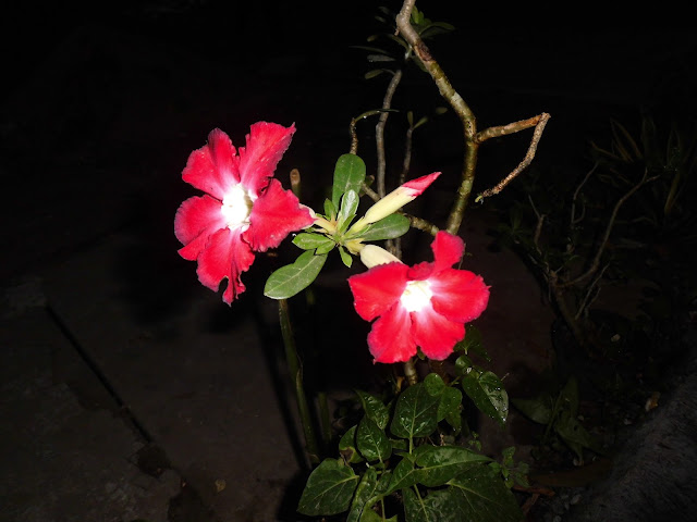Red Adenium Flower in the Night Photoshoot