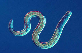 hogyan lehet megtanulni paraziták nélkül beszélni A toxoplazma kötelezi a parazitát