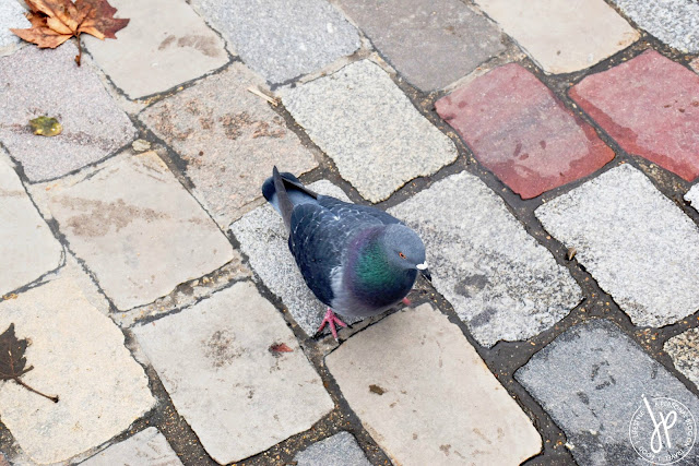 bird on cobblestones