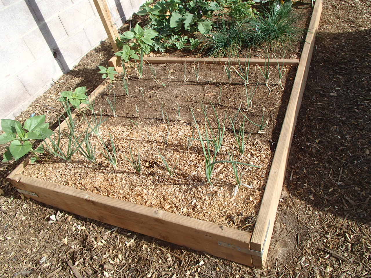 Viragrow Better Mulch Than Woodchips around Vegetables Is Animal Bedding