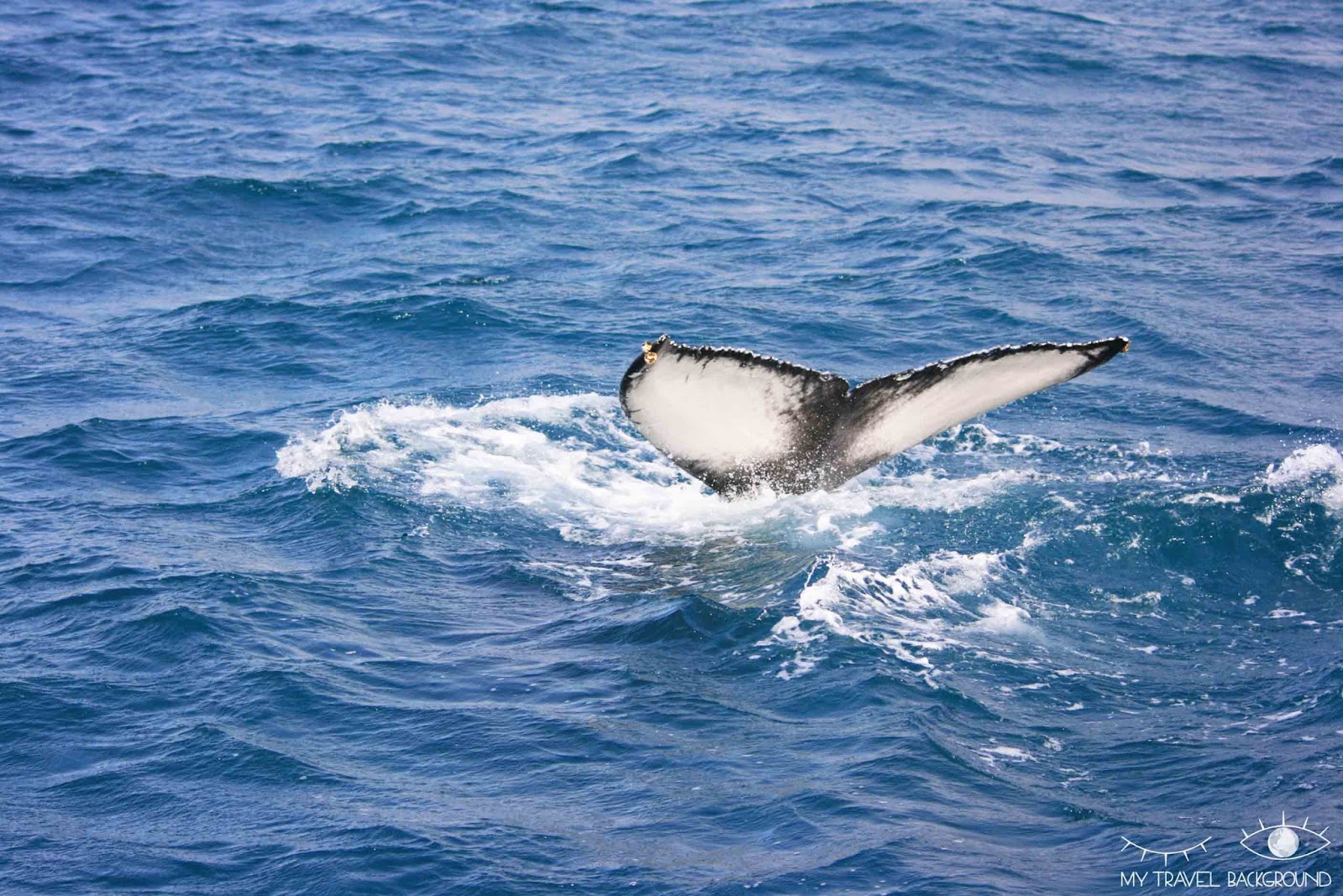My Travel Background : Où observer les baleines en Islande?