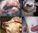 5 macam Penyakit yang menyerang Ternak Domba Peliharaan